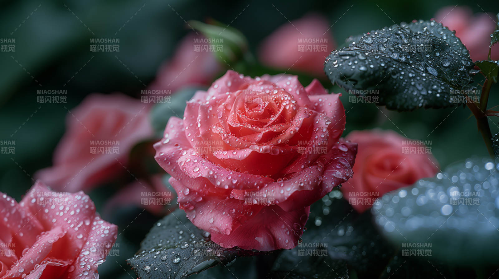 雨后玫瑰绽放图片