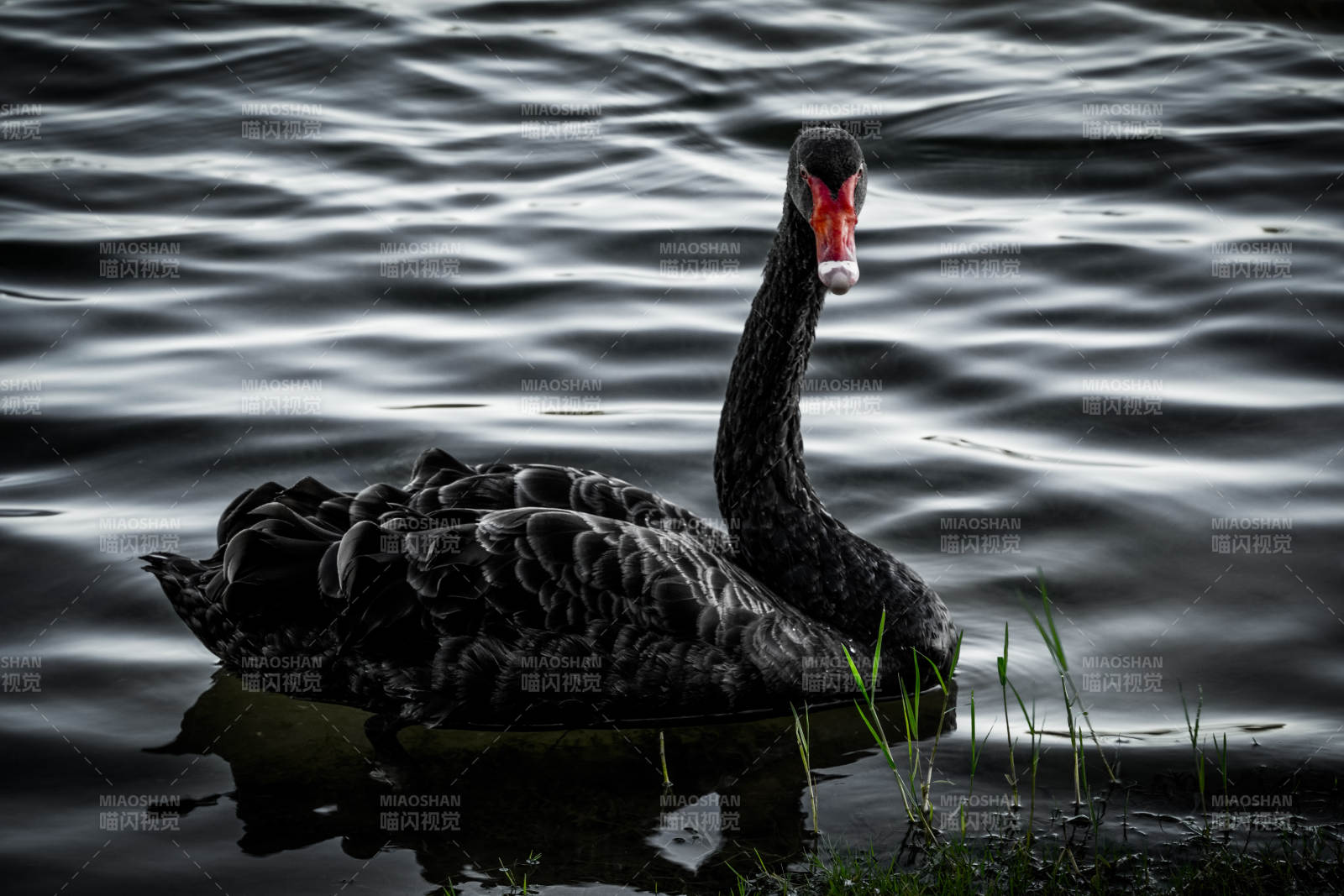 黑天鹅静水独行图片