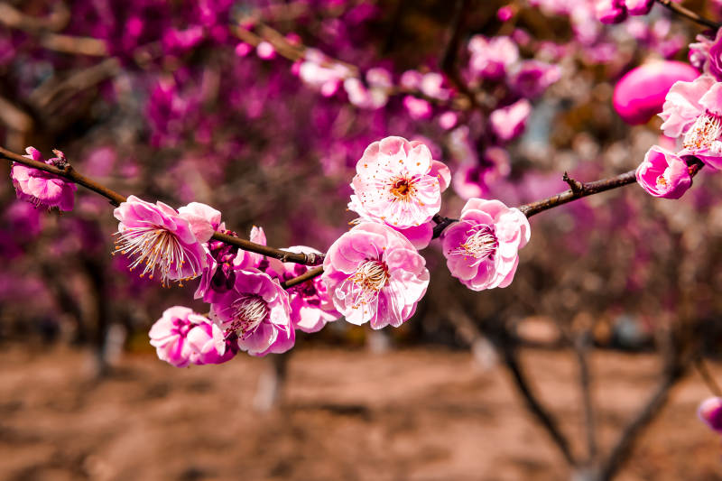 梅花绽放春意浓图片