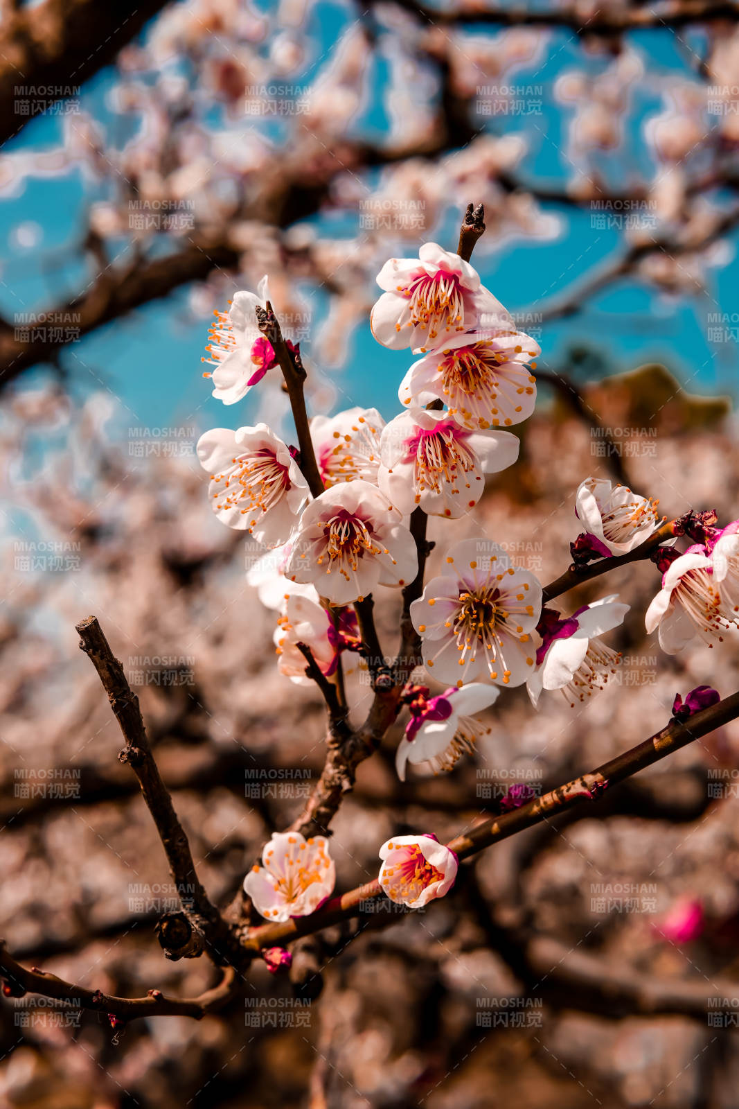 梅花绽放春意浓图片