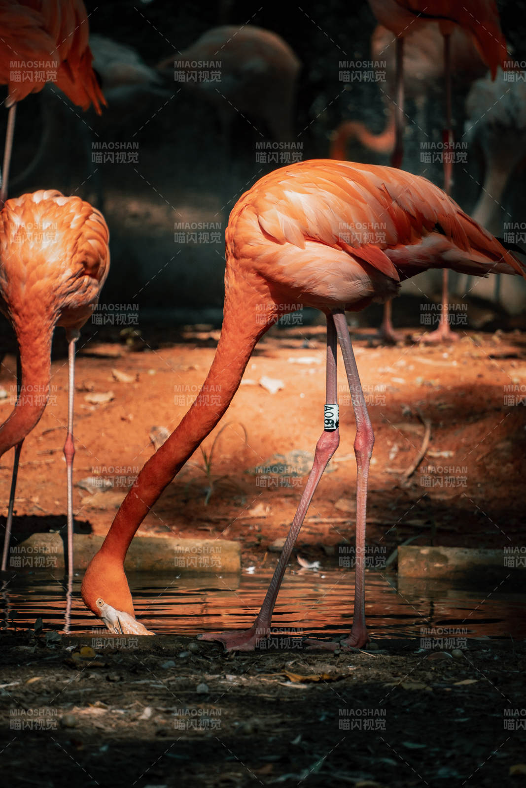 粉红火烈鸟饮水图片