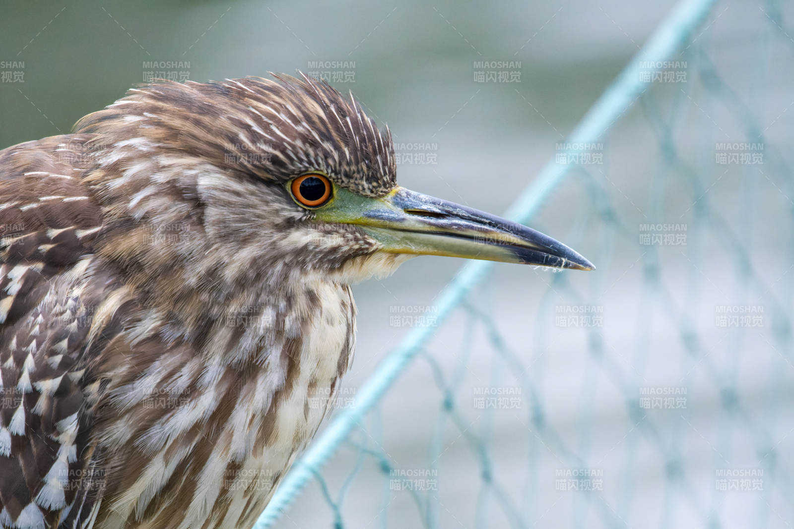夜鹭静立网前图片