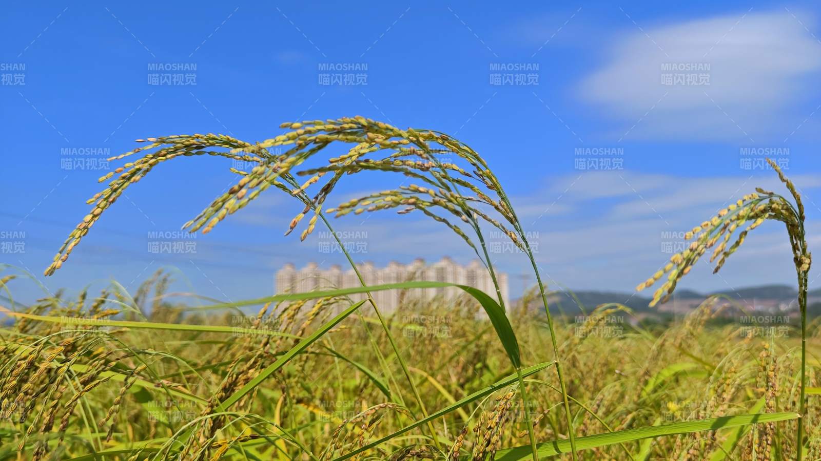 金秋稻田风光图片