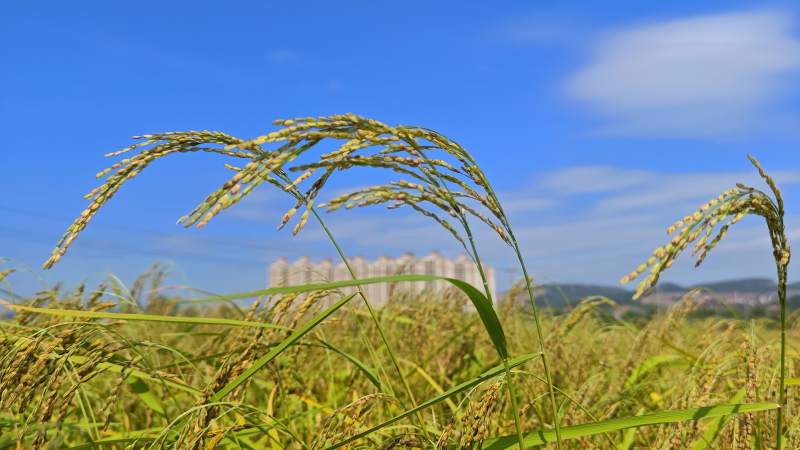 金秋稻田风光图片