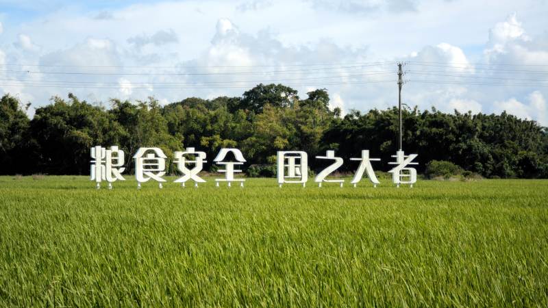 粮食安全 国之大者图片