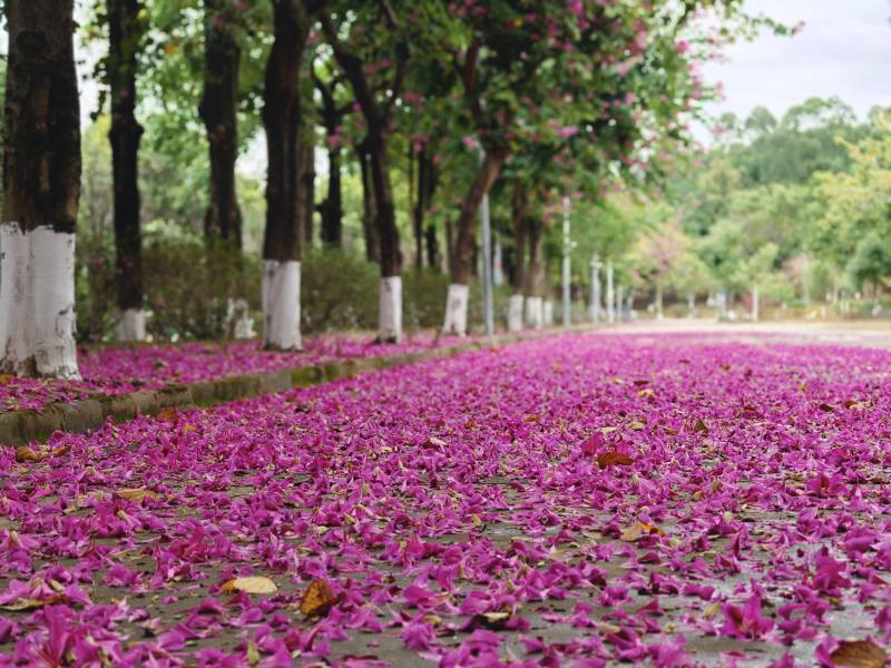 花海铺满林荫道图片
