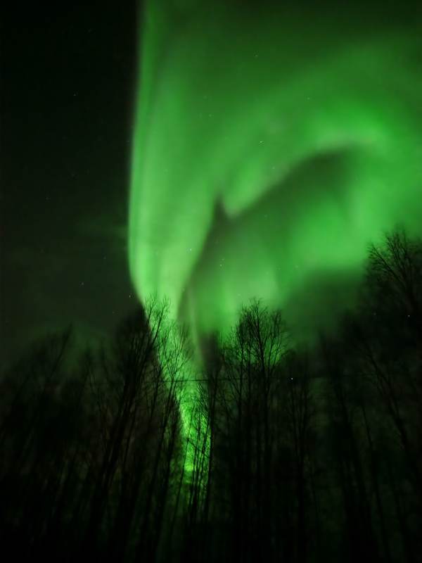 极光映林夜景图片
