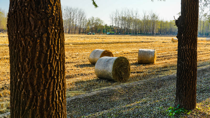 田野中的干草卷图片