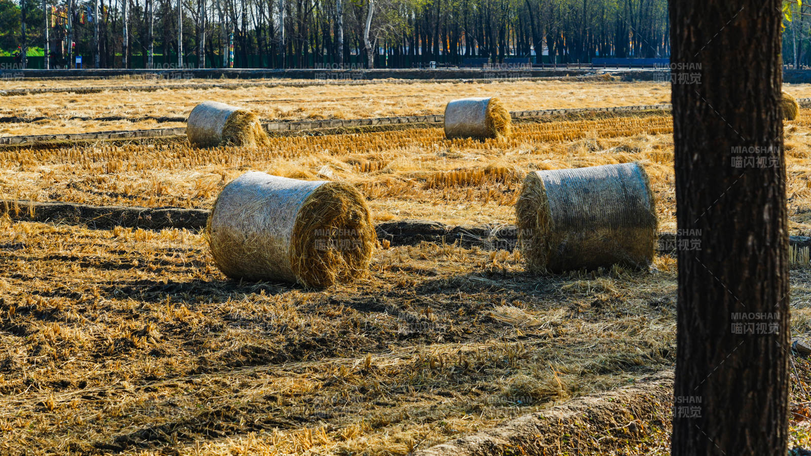 金秋麦田草垛图片