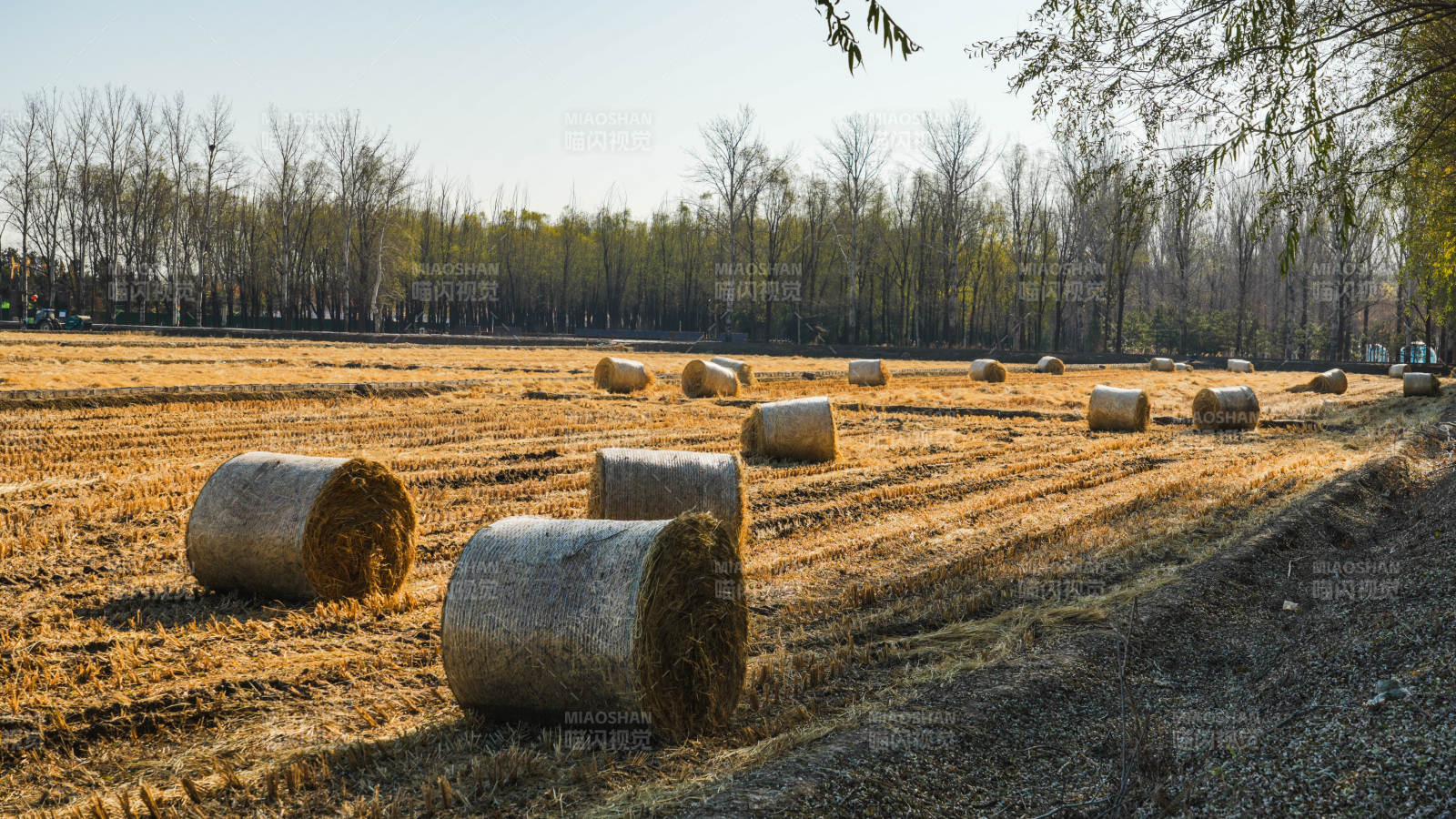 金秋田野草垛图片