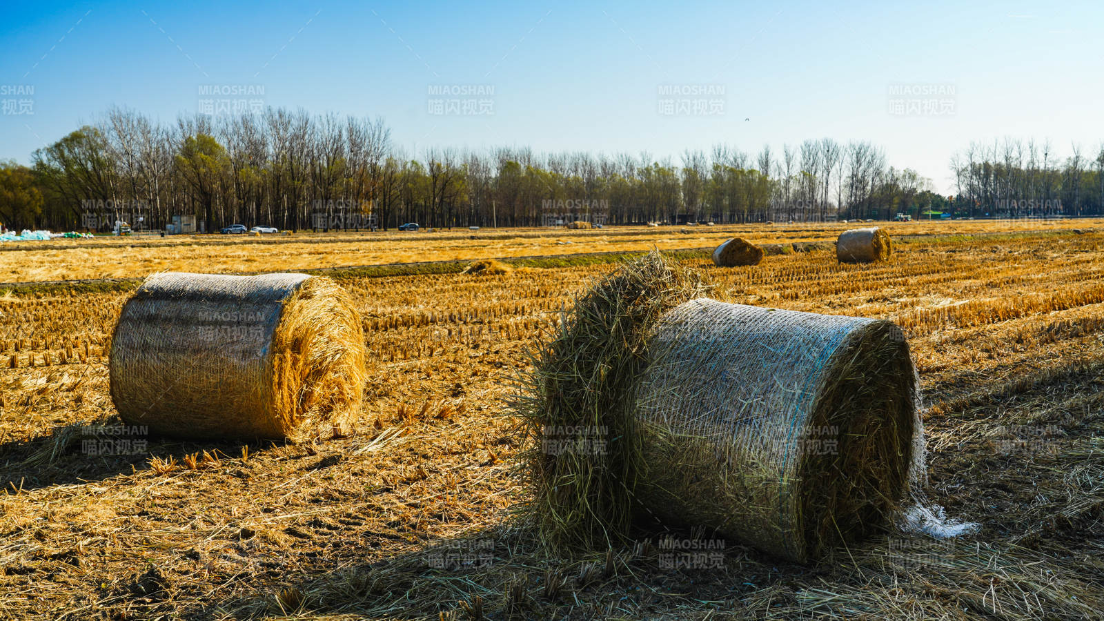 金秋麦田草垛图片