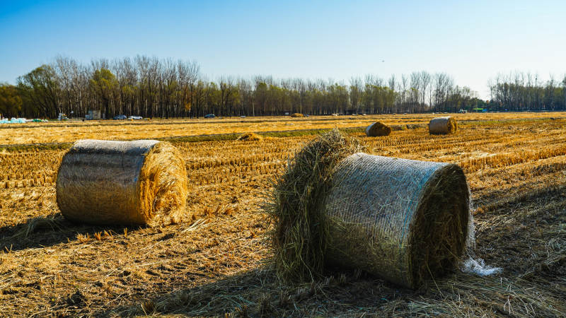 金秋麦田草垛图片