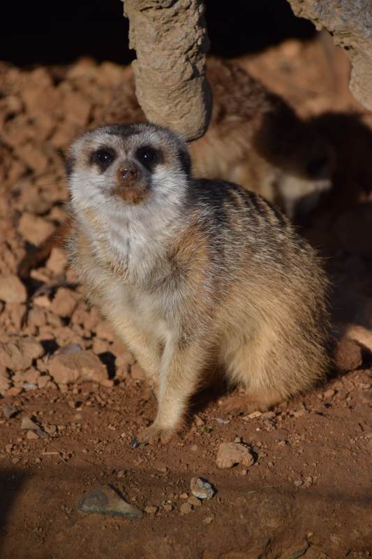 可爱的猫鼬站立着图片
