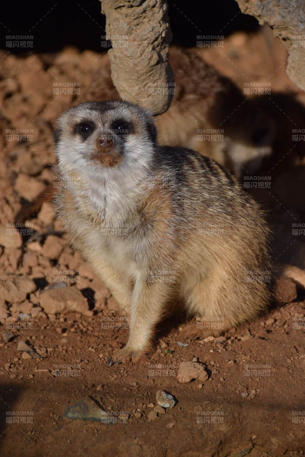 可爱的猫鼬站立着图片