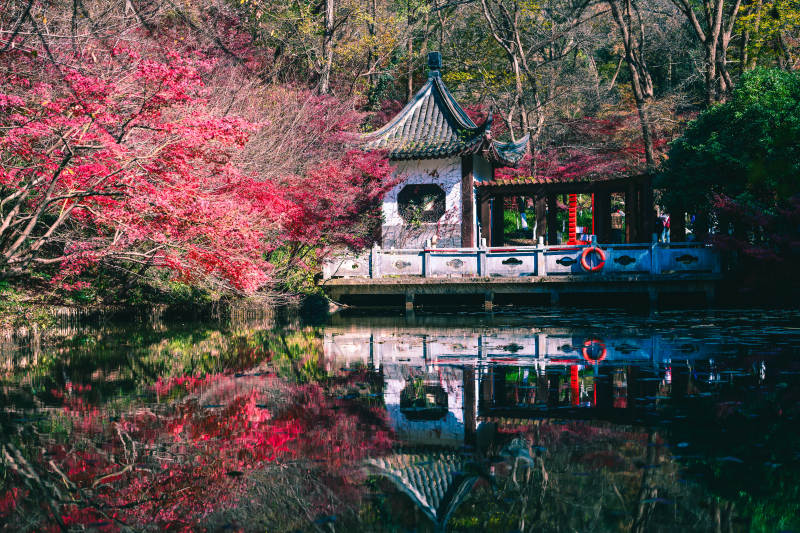 樱花映亭 春水如镜图片