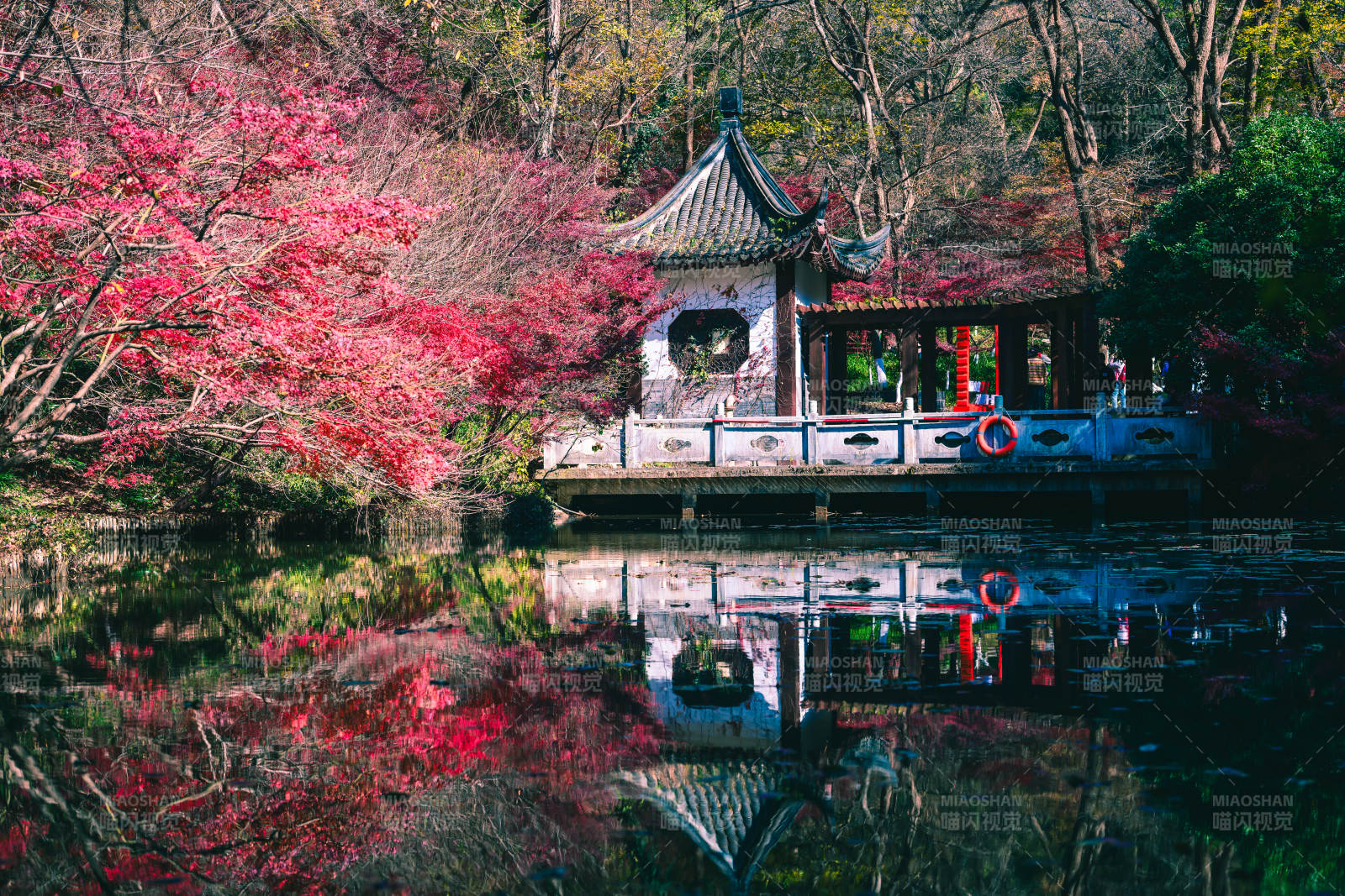 樱花映亭 春水如镜图片
