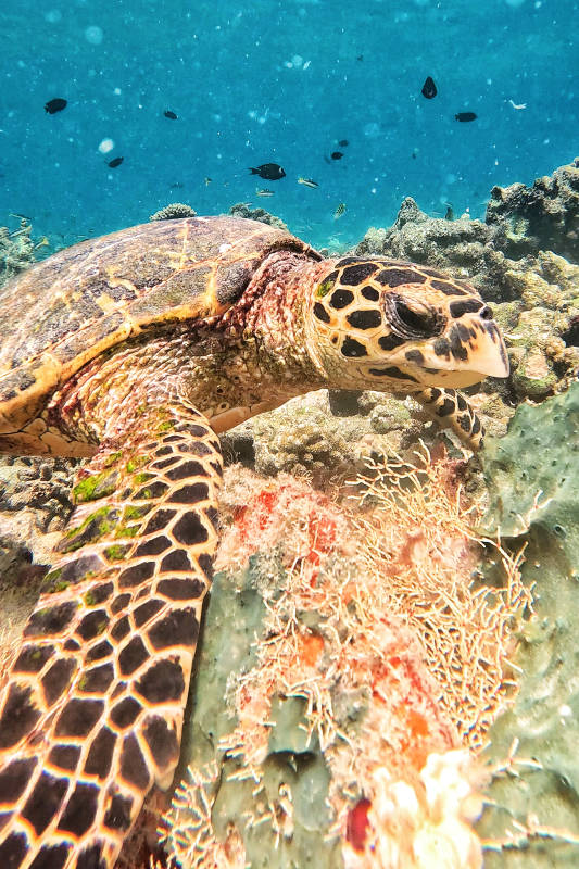 海龟悠游珊瑚礁图片