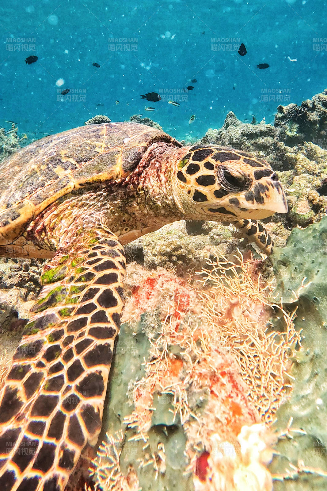 海龟悠游珊瑚礁图片
