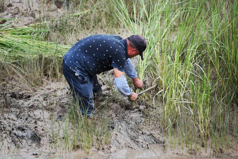农夫田间割草忙图片