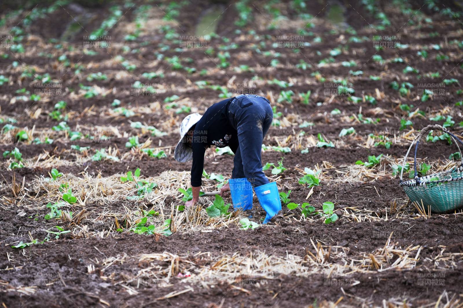 田间劳作图片