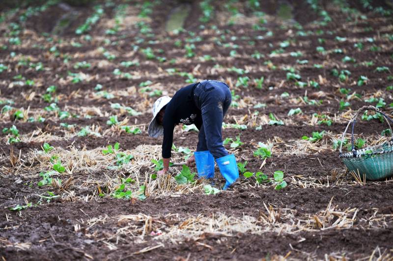 田间劳作图片