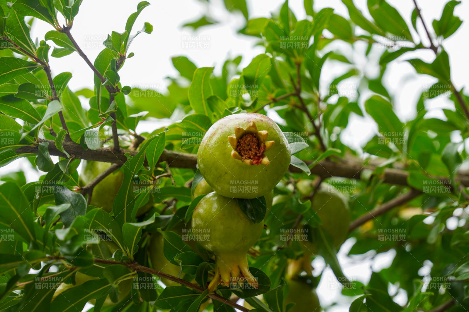 绿叶丛中石榴果图片