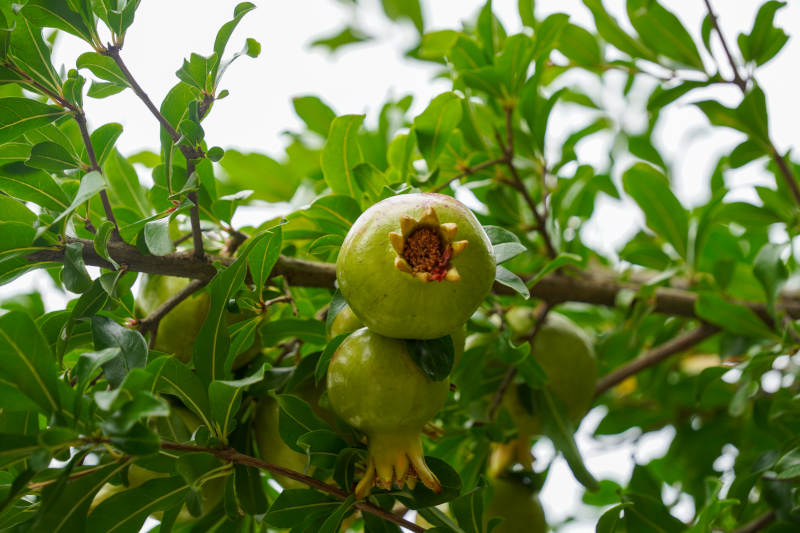 绿叶丛中石榴果图片