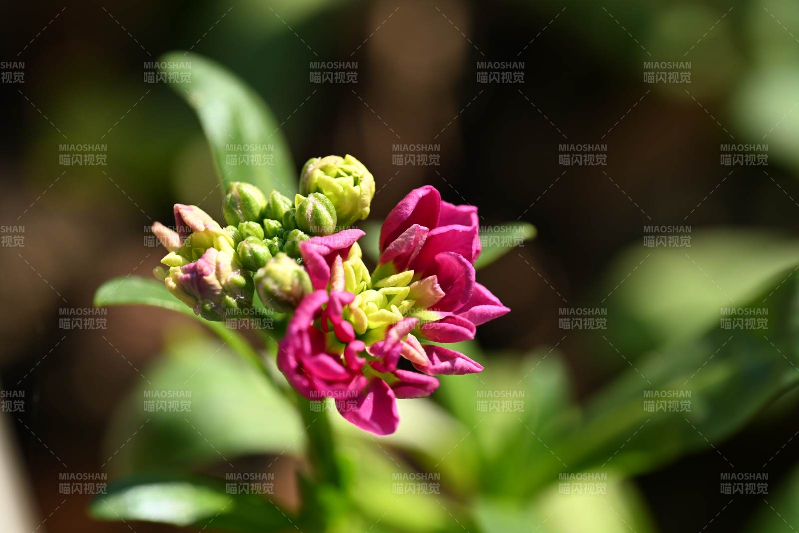 粉红花蕾绽放中图片