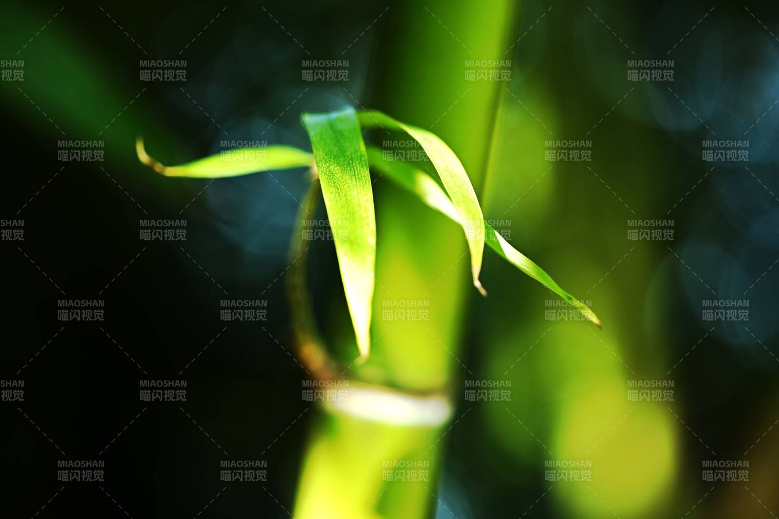 竹叶新生图片