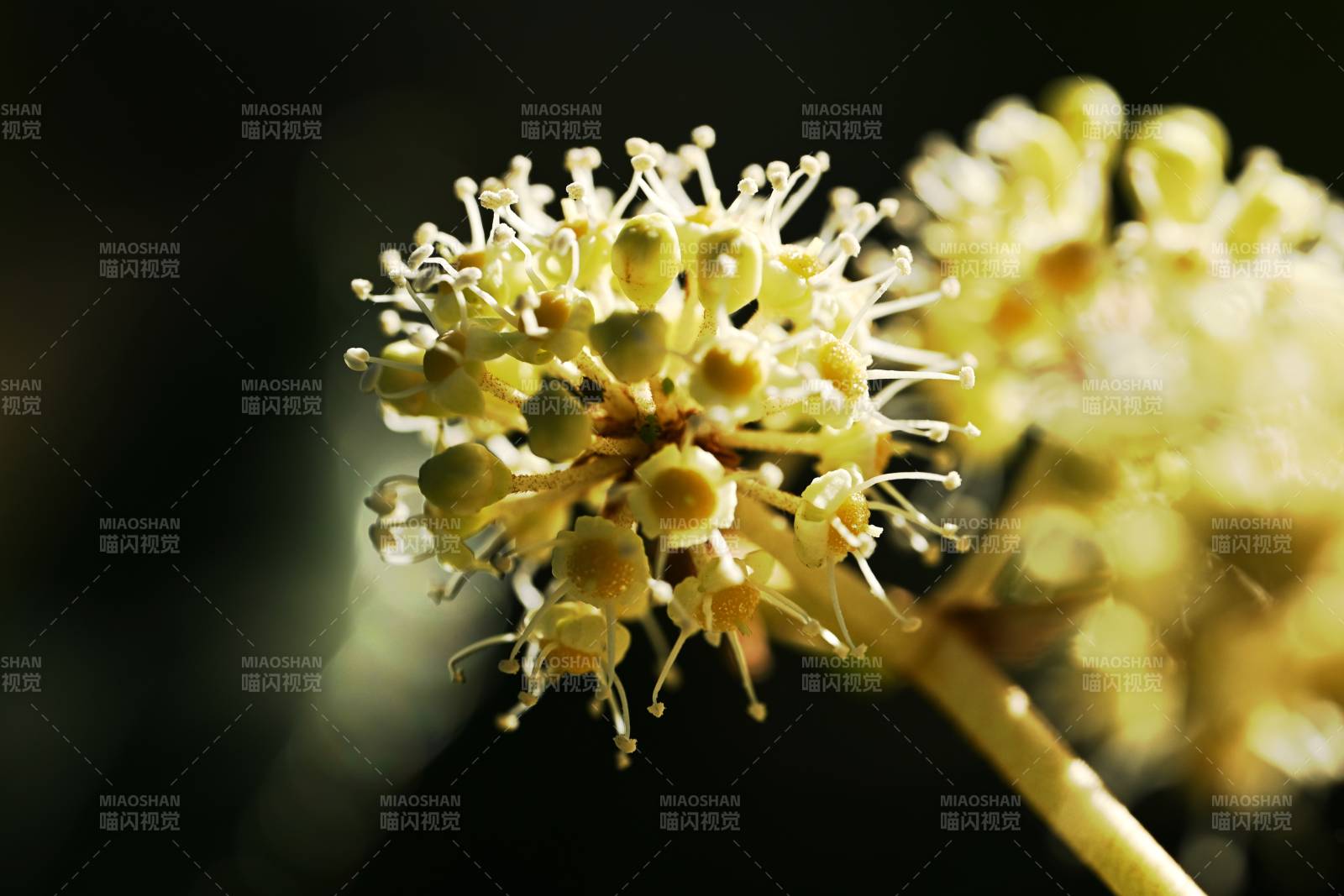 花簇微光绽放图片