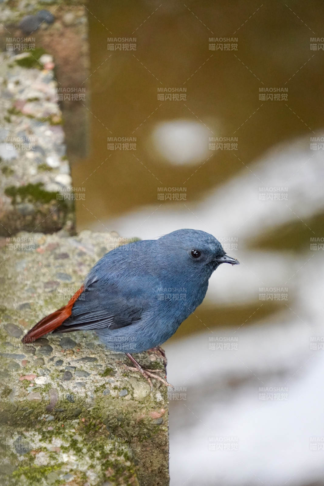 红尾蓝鸟栖石上图片
