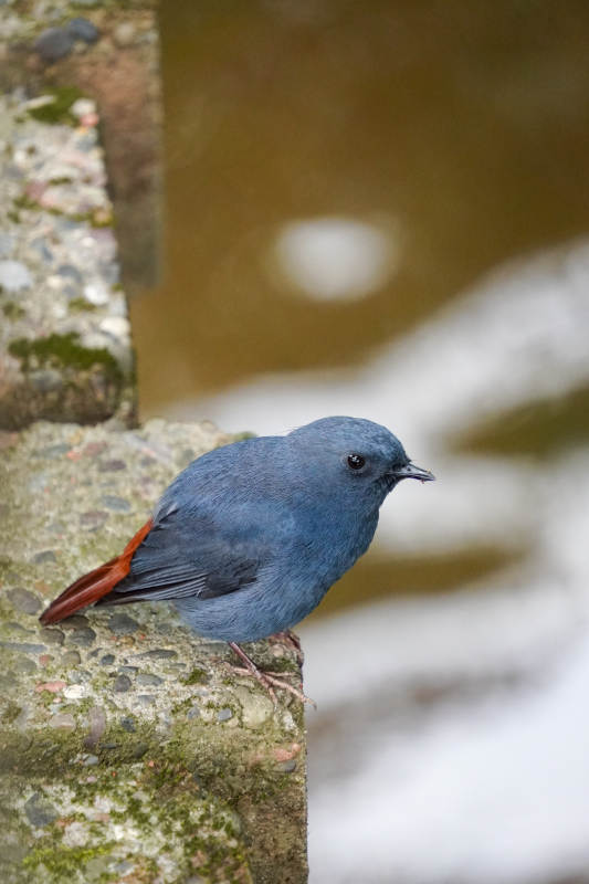 红尾蓝鸟栖石上图片