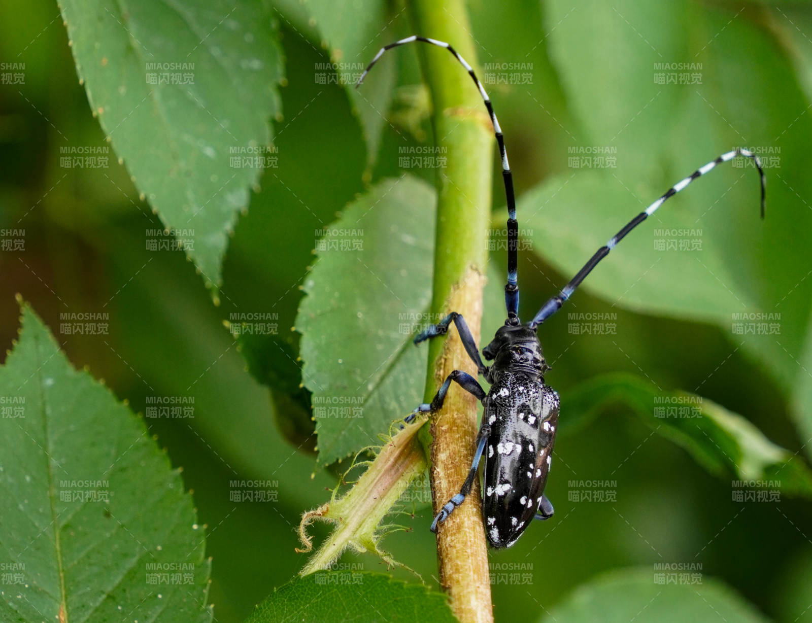 星天牛栖息绿叶间图片