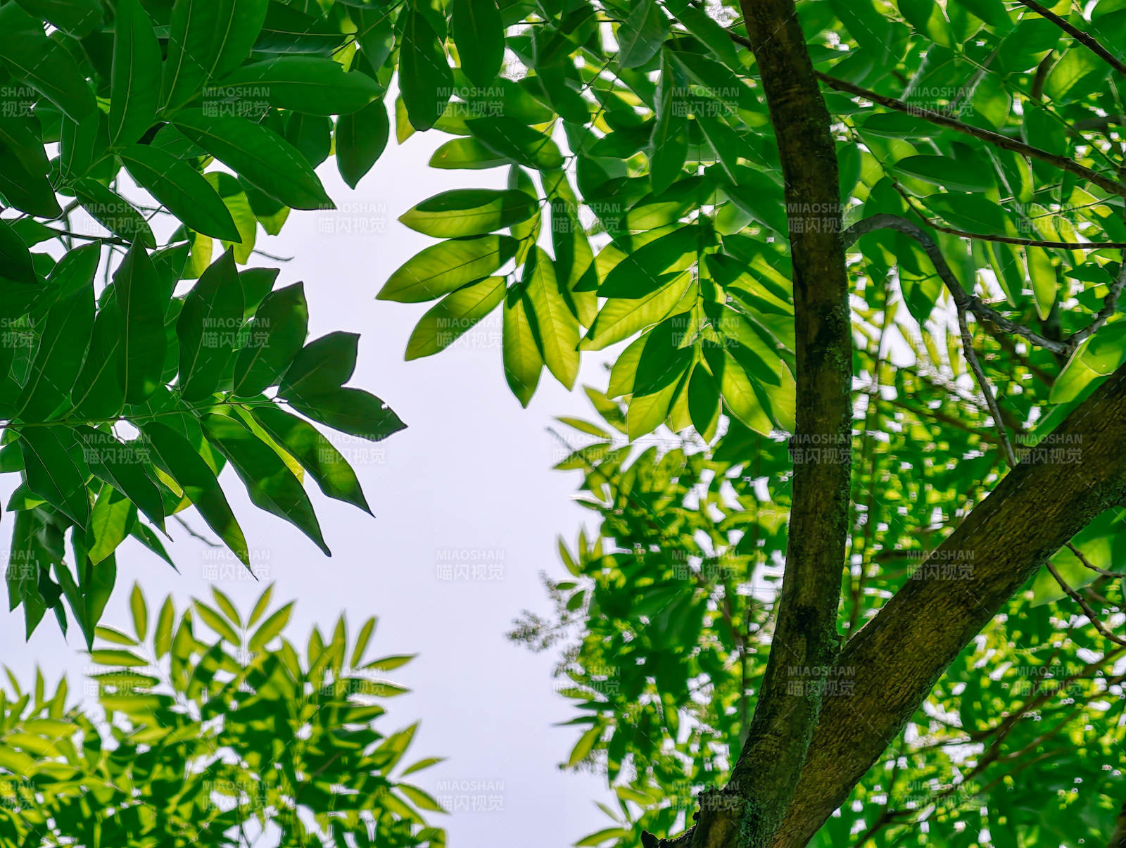绿叶映天光图片