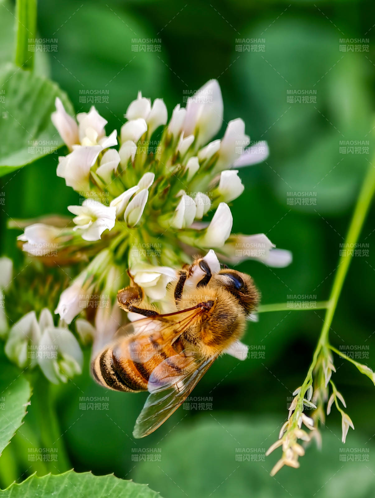 蜜蜂采蜜花丛中图片
