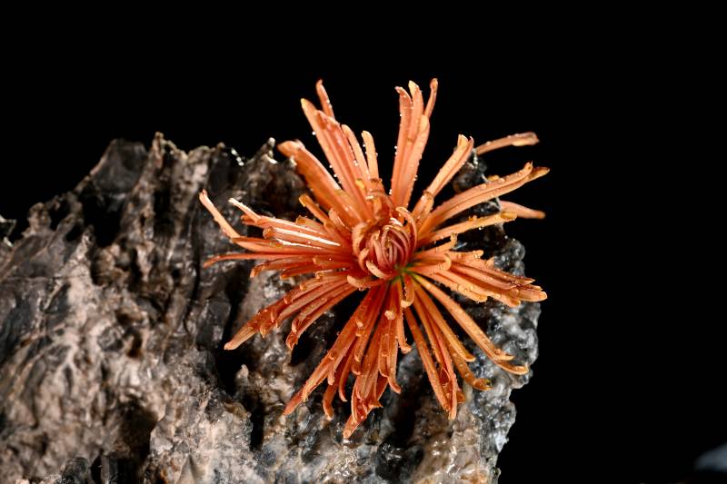 橙色花绽放于岩石图片