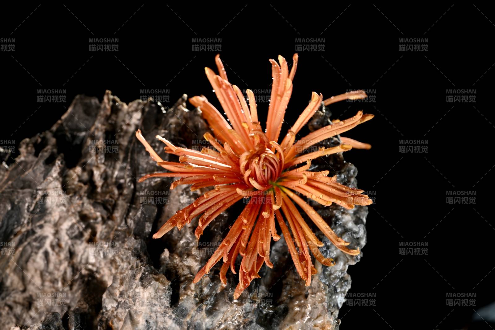 橙色花绽放于岩石图片