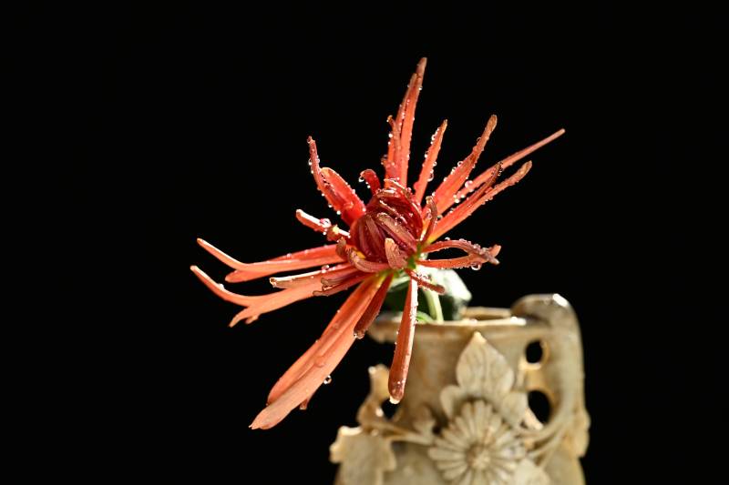 古玉瓶中的红菊插花图片