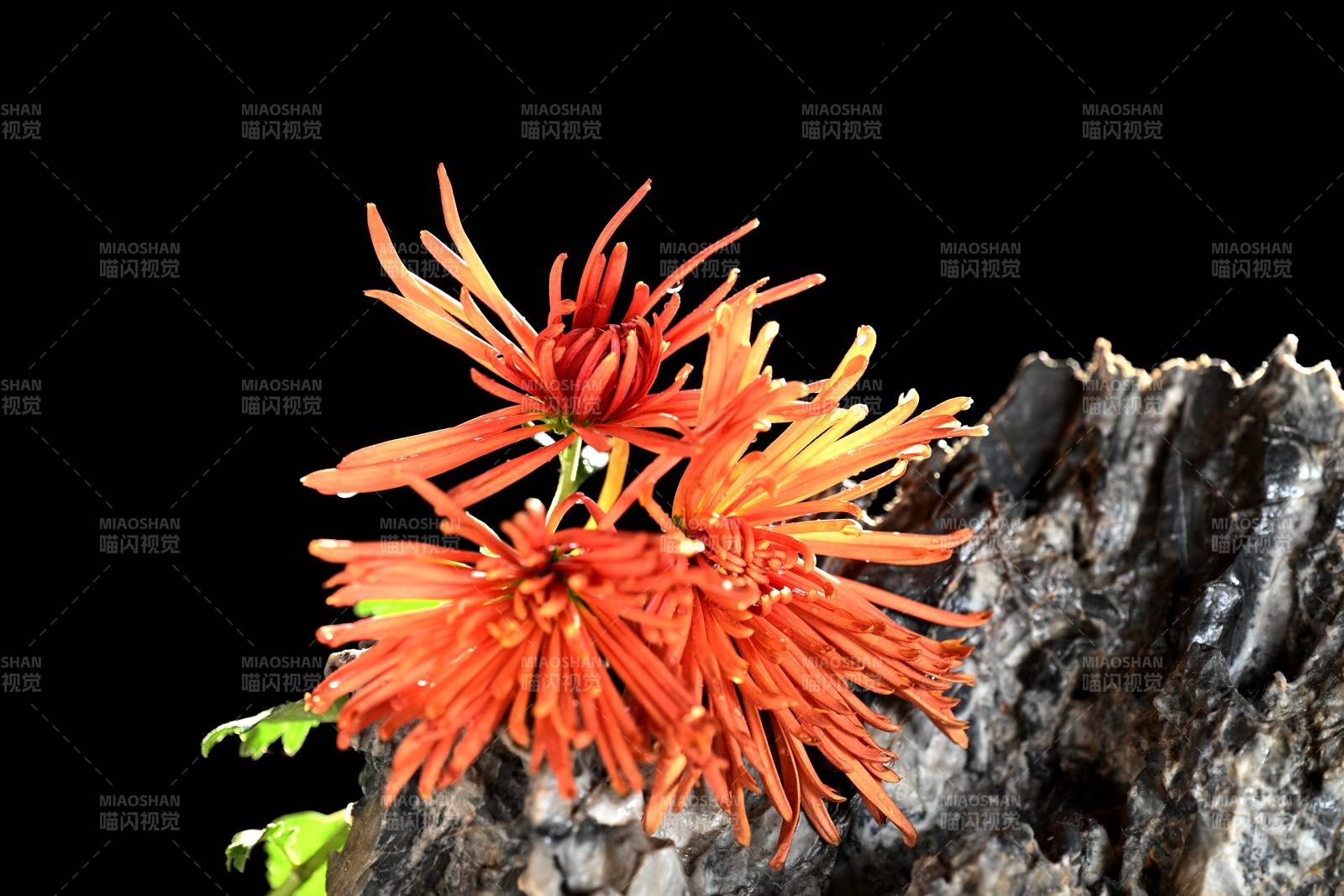 橙色菊花绽放图片