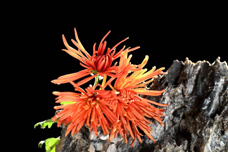 橙色菊花绽放图片