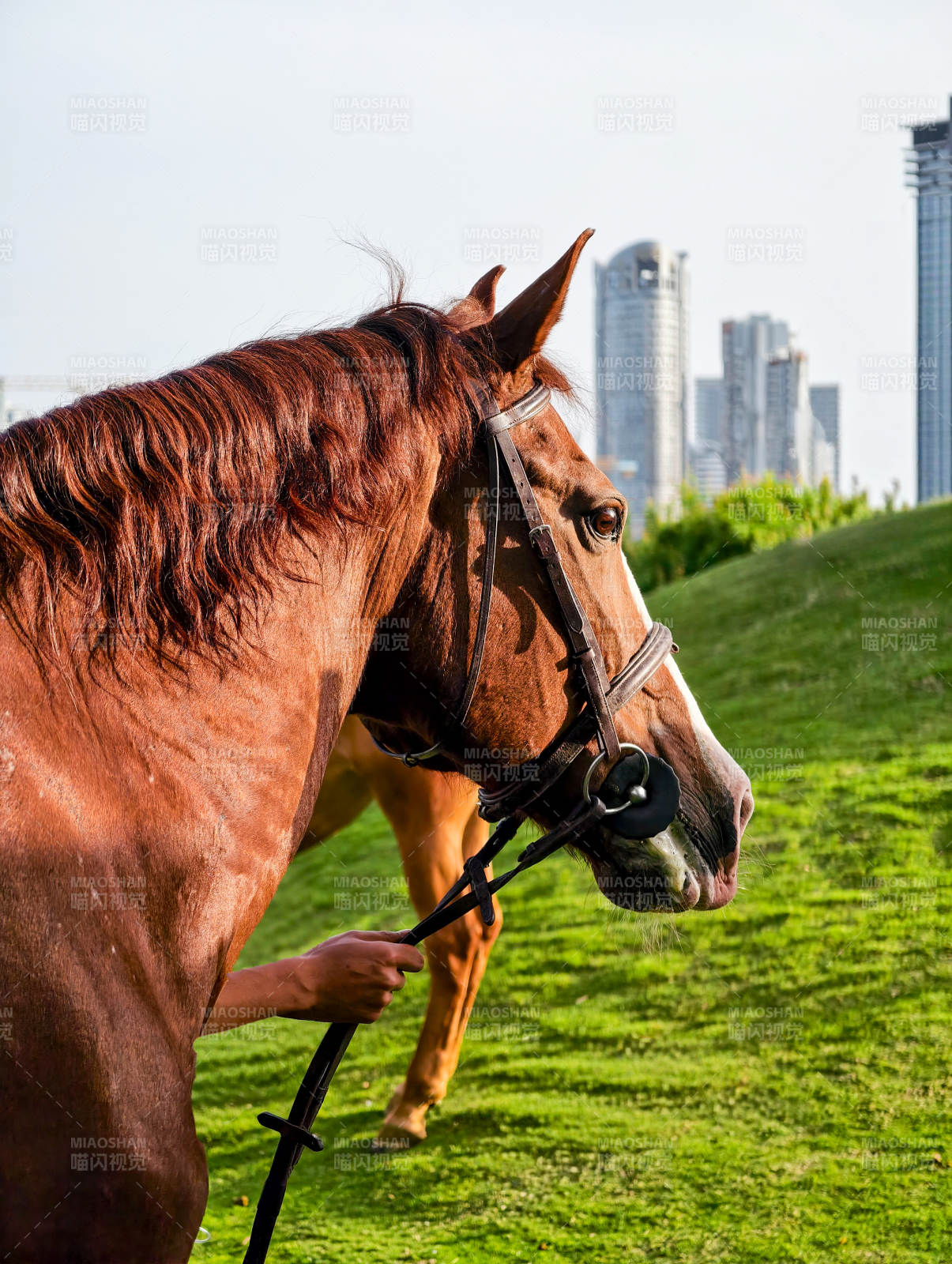 都市绿茵上的骏马图片