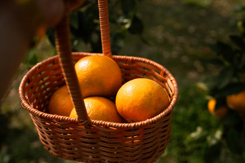 橙香满篮图片