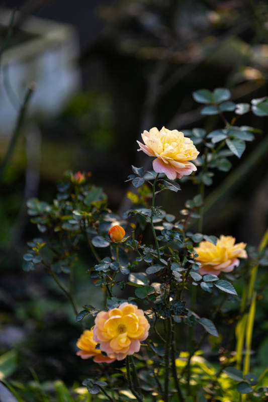 黄玫瑰绽放花园图片