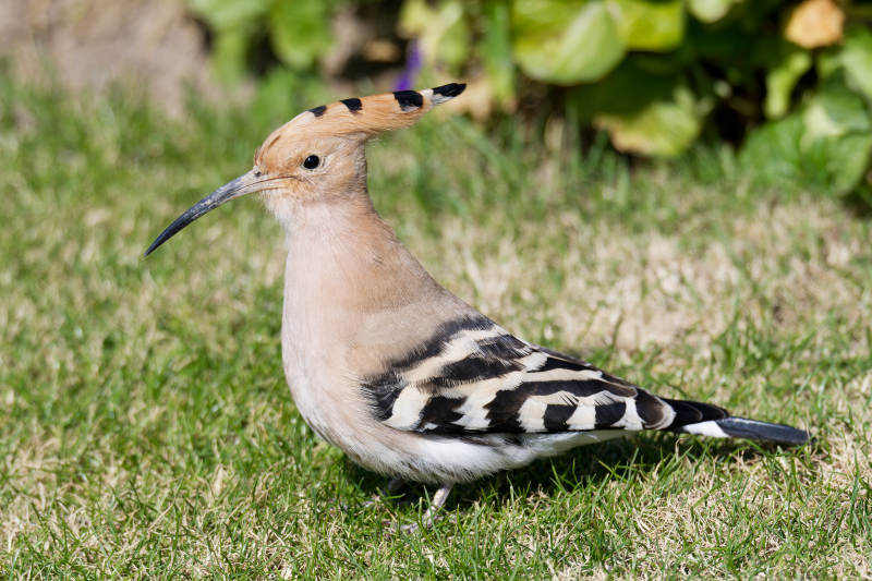 戴胜鸟栖息草地上图片