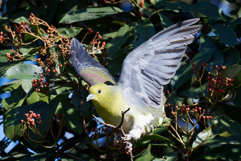 绿鸠展翅栖枝头图片