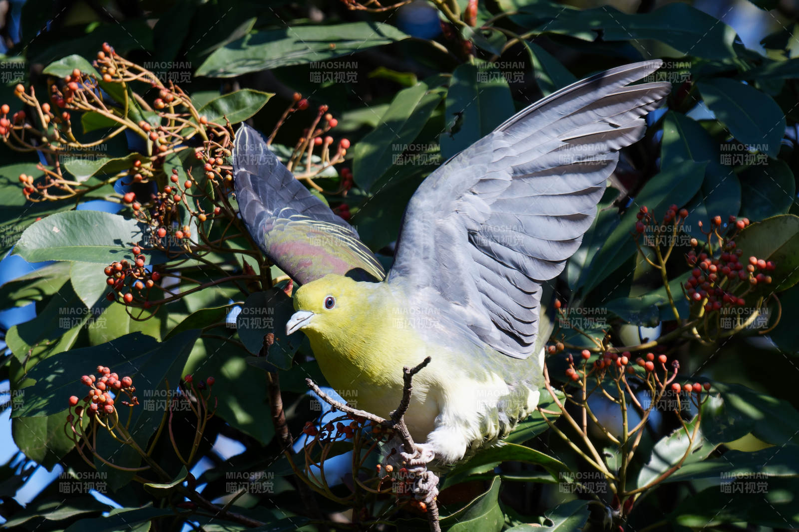 绿鸠展翅栖枝头图片