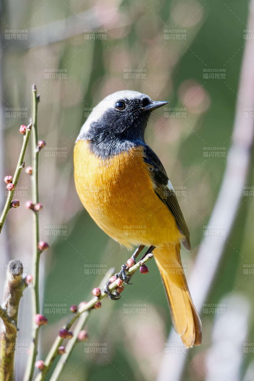 橙腹灰头鸟栖枝图片