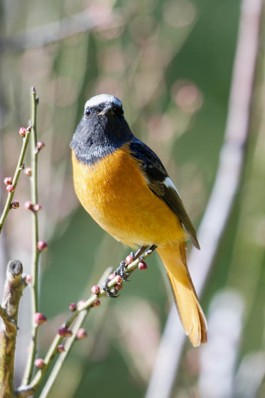 橙腹灰头鸟栖枝图片