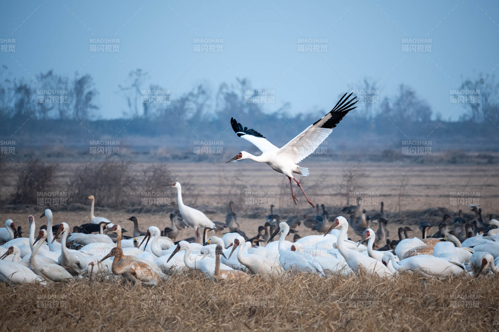 白鹤群飞过草滩图片