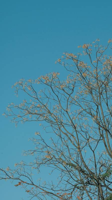 枝头初绽迎春光图片